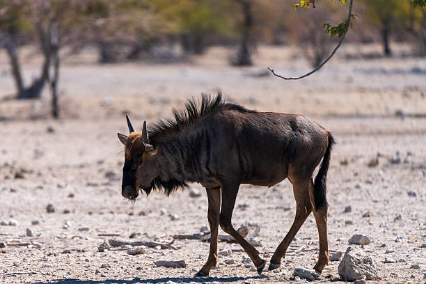 istock Lonely Blue Wildebeest looking for water 2221920760