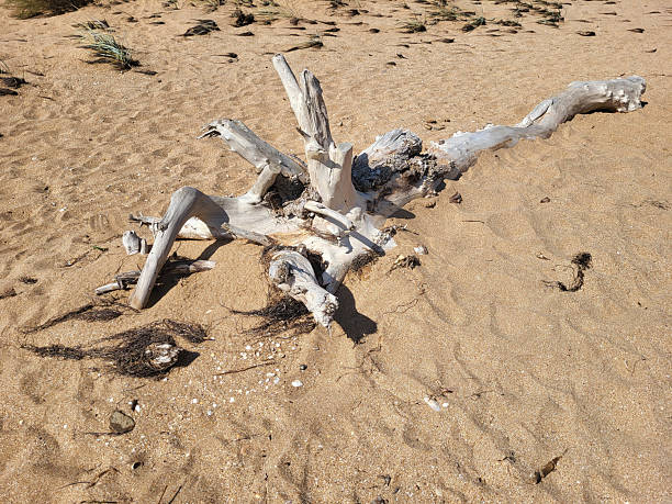 istock On a sunny day, a white, weathered driftwood lies on a sandy beach. 2221920837