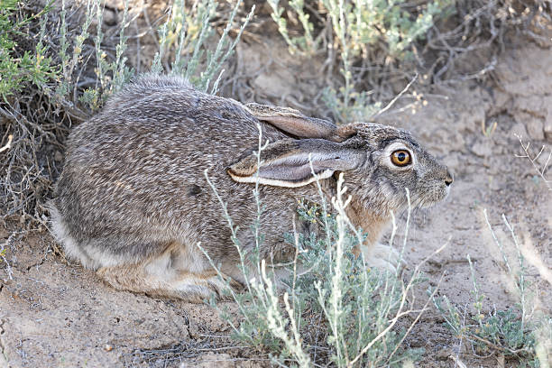 istock Tolai hare (Lepus tolai) hiding among sagebrush bushes 2221921807