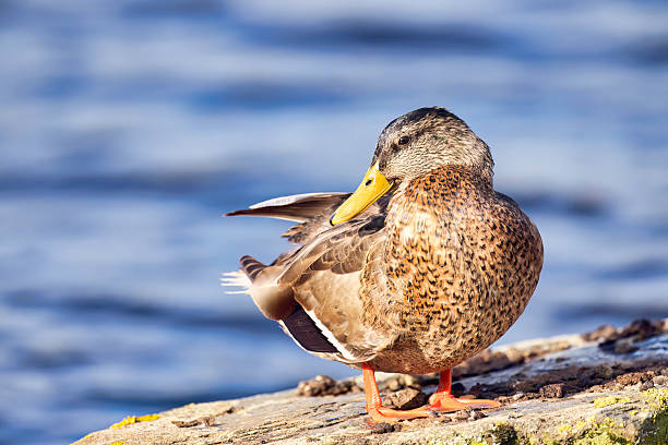 Duck on a rock in the middle of a lake.