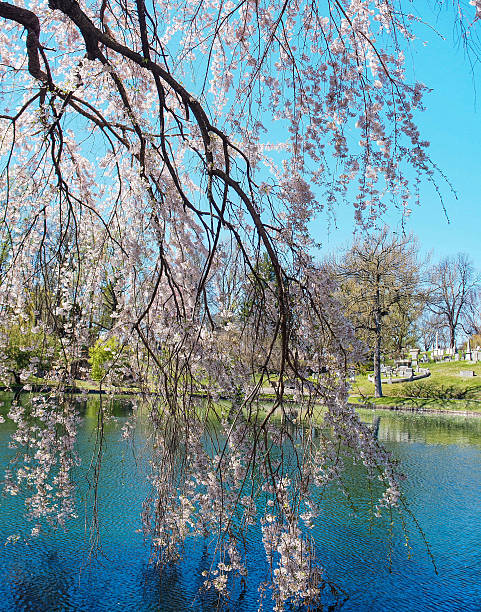 Cherry blossom trees blooms in Scandinavia