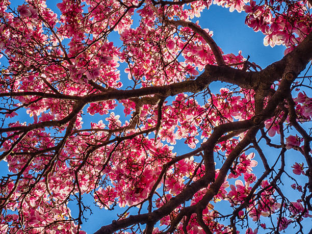 istock Green-Wood Cemetery in Brooklyn 2221923667
