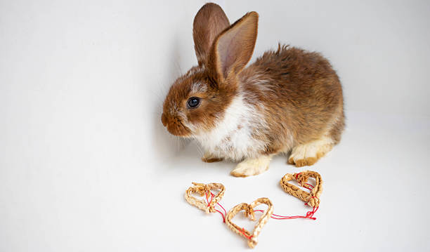 A brown rabbit sits next to straw hearts. A cute fluffy Easter bunny on a white background embodies the concept of Easter.