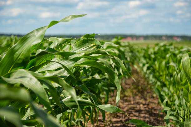 istock Lush green corn plants fill the field as soft winds rustle the leaves under a clear summer sky with scattered clouds 2221925683