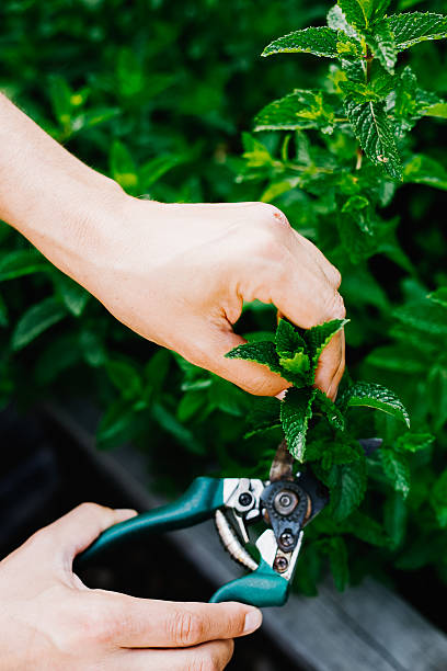 istock Hands cutting herbs from home garden 2221929274
