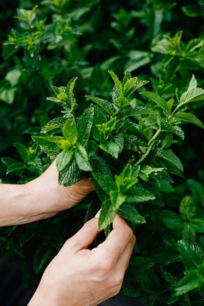 istock Hands cutting herbs from home garden 2221929281