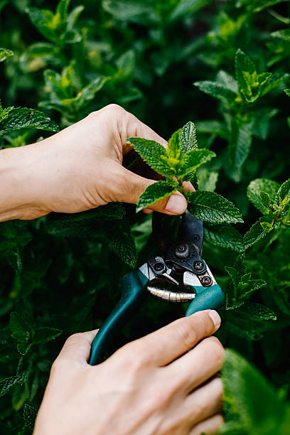 istock Hands cutting herbs from home garden 2221929282