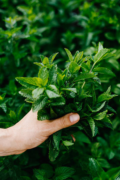 istock Hands cutting herbs from home garden 2221929283