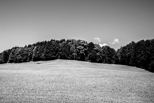 Black and white meadow hill landscape with forest trees in summer