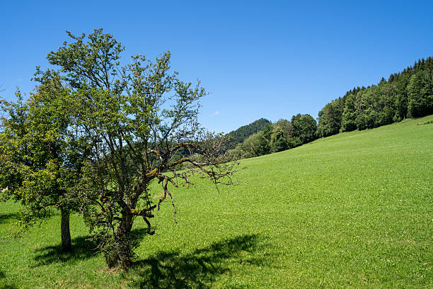 Albero solitario