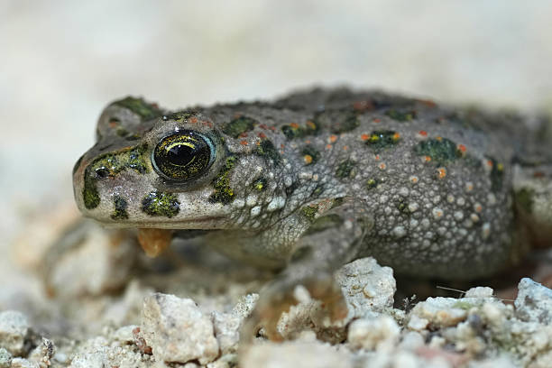 istock Closeup on a juvenile European green toad,  Bufotes viridis sitting on gravel 2221929995