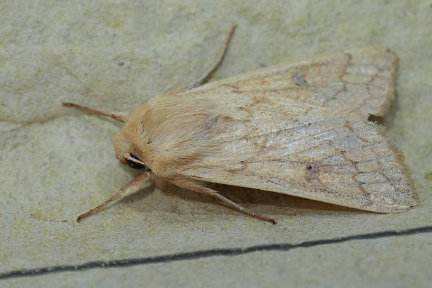 istock Closeup on a pale colored Delicate owlet moth, Mythimna vitellina 2221929997