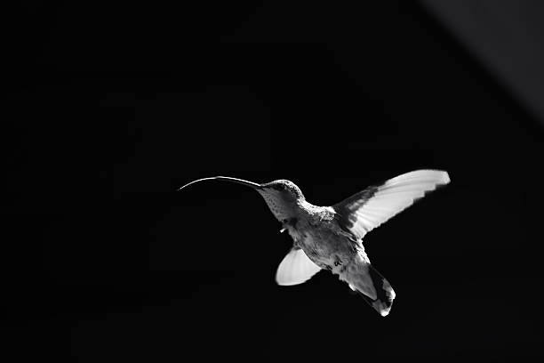 istock Black-chinned Hummingbird 2221931515