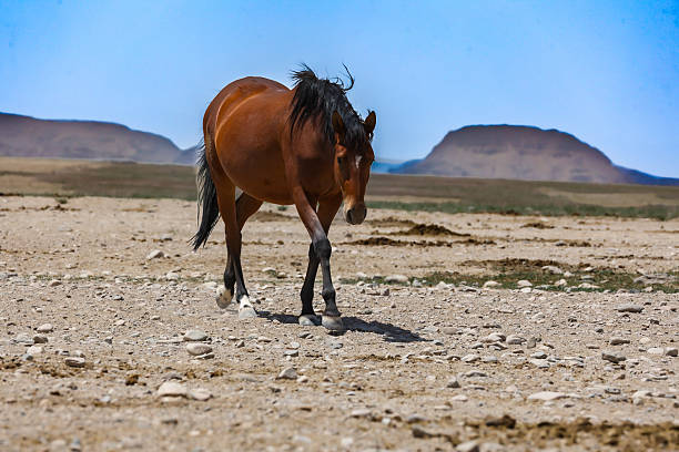 istock Chestnut Onaqui Wild Horse 2221931572