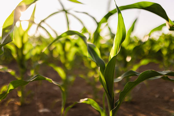 istock Young Corn Plants in Sunlit Agricultural Field at Golden Hour 2221933128