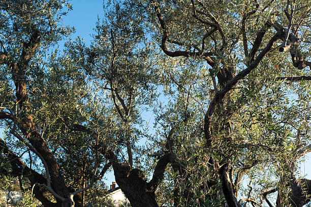 istock Ancient Olive Tree in the Mediterranean  Centuries-Old Gnarled Trunk with Green Foliage for publication, poster, calendar, post, wallpaper, cover. High quality photography 2221933240