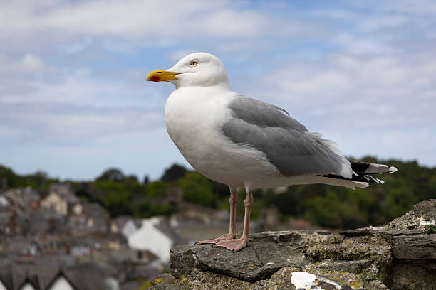 istock European herring gull  larus argentatus, 2221934296