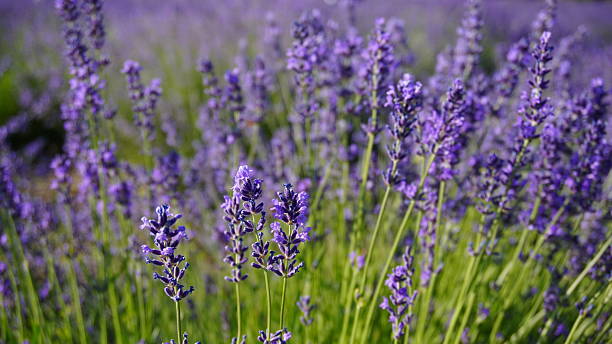 istock Lavender flowers in bloom close-up 2221934329