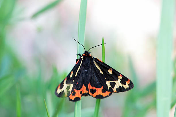 istock Wood tiger, Arctia plantaginis 2221934491