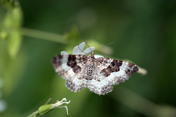 istock Wood carpet, Epirrhoe rivata 2221934494
