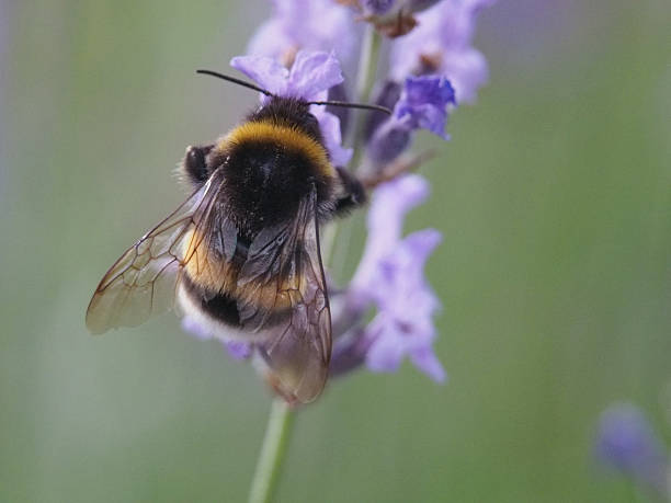 istock Isolated macro back view close-up of a buff-tailed bumblebee (bombus terrestris) or large earth bumblebee collecting pollen from a salvia nemerosa or wild sage. Bonn 2221934652
