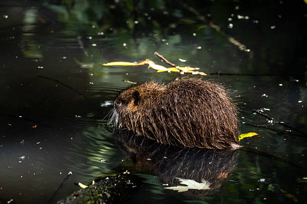 beaver in water