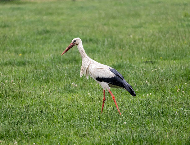 istock The stork looking for food 2221934709