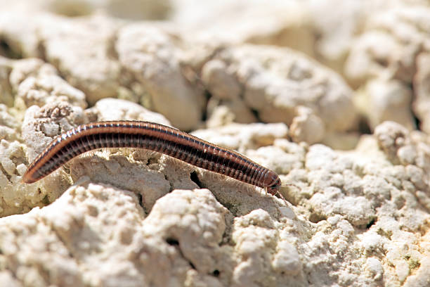 Closed up Millipede head and legs - animal behavior.