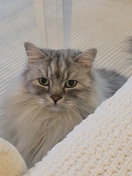 istock Ragamuffin cat looking for space on the couch to sit. 2221936857