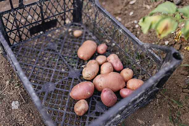 A collection of freshly harvested potatoes resting in a black plastic crate surrounded by garden soil, captured outdoors amidst a natural and rustic setting with visible organic elements.