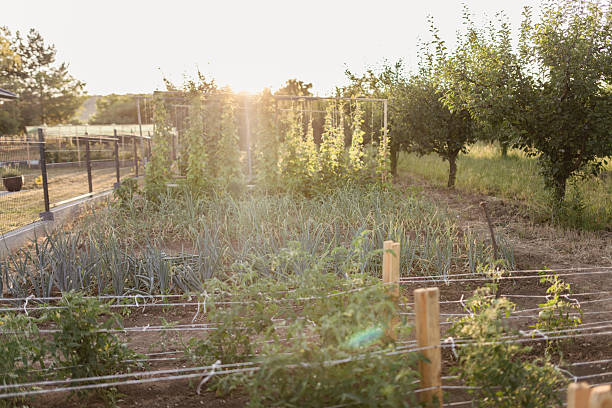 A peaceful rural garden featuring neatly planted rows of vegetables alongside a small orchard, bathed in natural sunlight. This tranquil setting evokes harmony, homegrown food, and connection with nature.