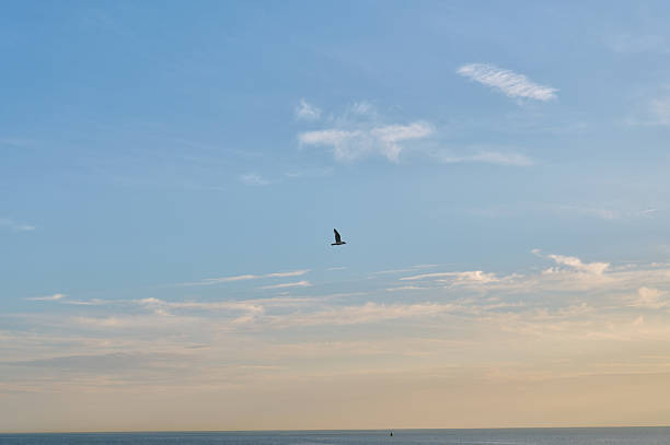 istock Seagull flying over calm sea at sunset with wispy clouds 2221940443