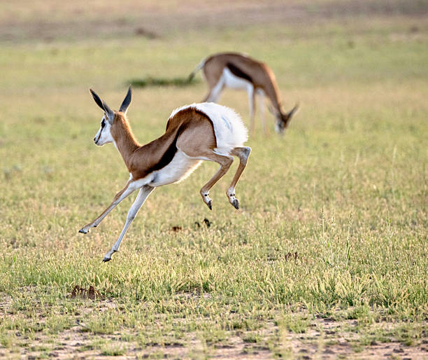 istock Happy playful springbok pronking 2221941469