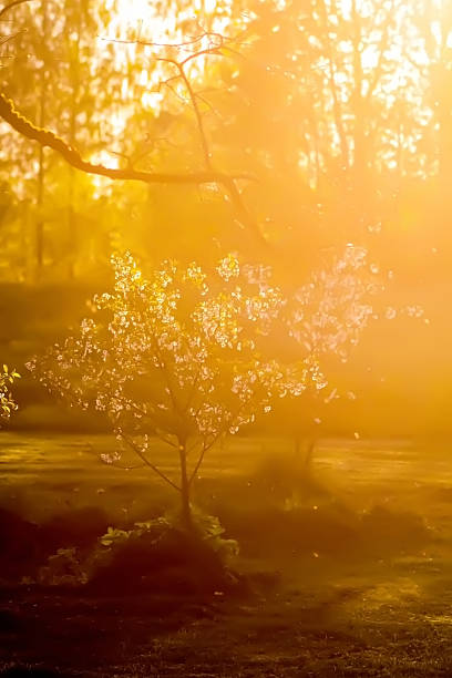 istock Blooming trees in the spring garden. 2221943861