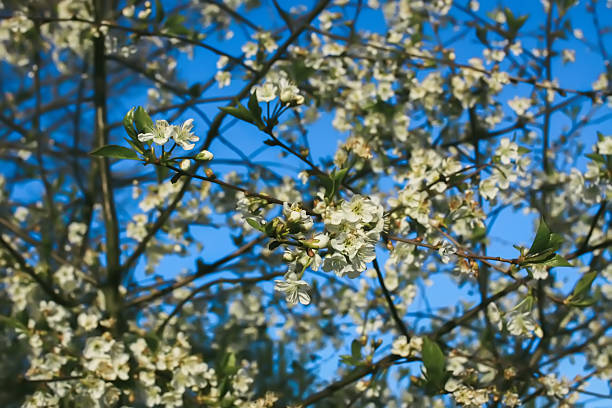 Blooming trees in the spring garden. White flowers on a tree.