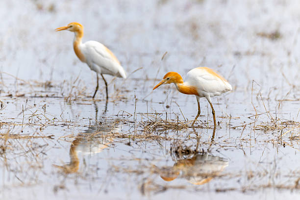 istock Cattle egret in the rice field. 2221944532