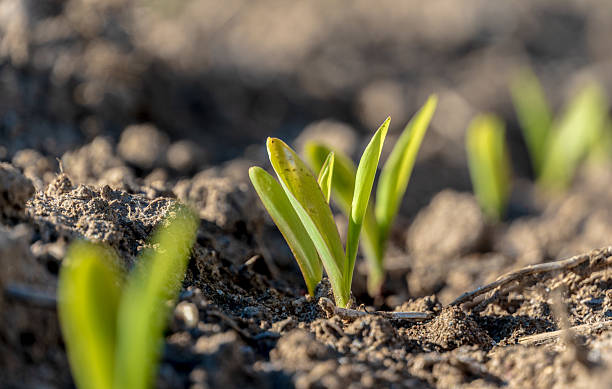 istock Fresh green corn sprouts push upwards through dark soil. The young plants stand in a row, promising a future harvest in the farm field 2221944669