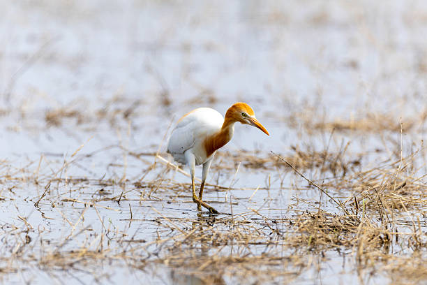 istock Cattle egret in the rice field. 2221944755