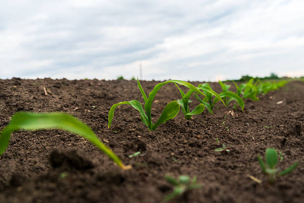 istock Close up view shows rows of young corn or maize seedlings sprouting in rich, dark soil under a cloudy sky. The field shows signs of recent cultivation 2221944793