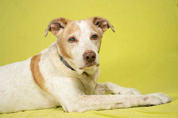 Senior dog lying down on a vibrant yellow background, wearing a collar, looking directly at the camera with cloudy eyes, showing age and experience