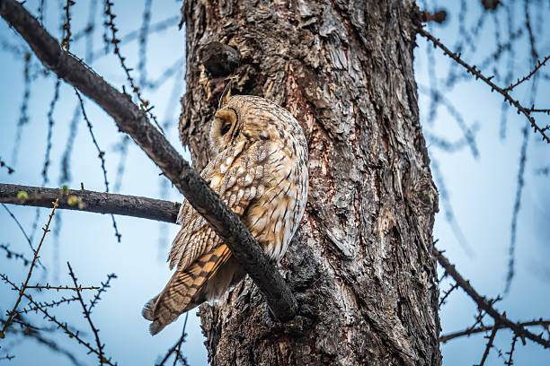istock Long-eared owl (Asio otus), looking forward with wide opened eyes 2221944978