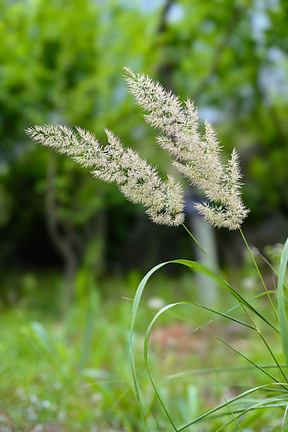 istock Blades of grass 2221948795