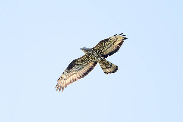 istock European Honey Buzzard Flying 2221949176