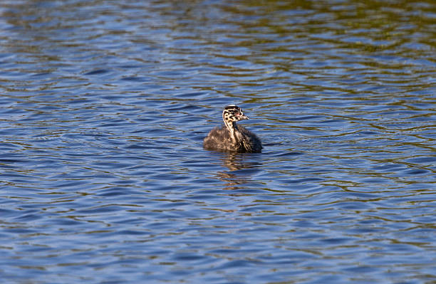 istock Great Crested Grebe chick swims in a lake 2221950995