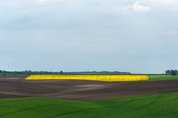 istock Rolling Hills of Cultivated Land with Yellow Rapeseed Fields in Springtime 2221952430