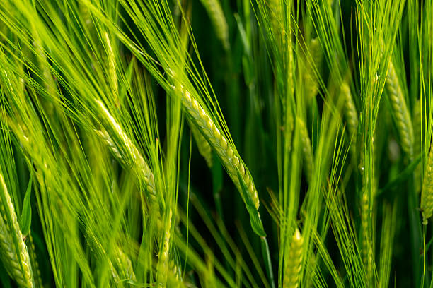 A close-up photograph captures a vibrant field of green wheat with its stalks, kernels, and grains illuminated by sunlight. This image can be used to represent themes such as agriculture, growth, nature, and fresh produce.