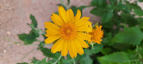 istock Radiant Yellow Flower 2221952969