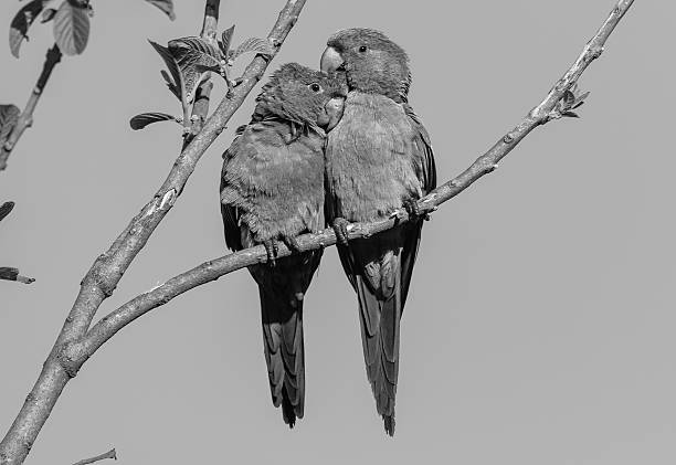 Two African Grey Parrots, also known as Congo Grey Parrot, perched on branch, scratching each other.