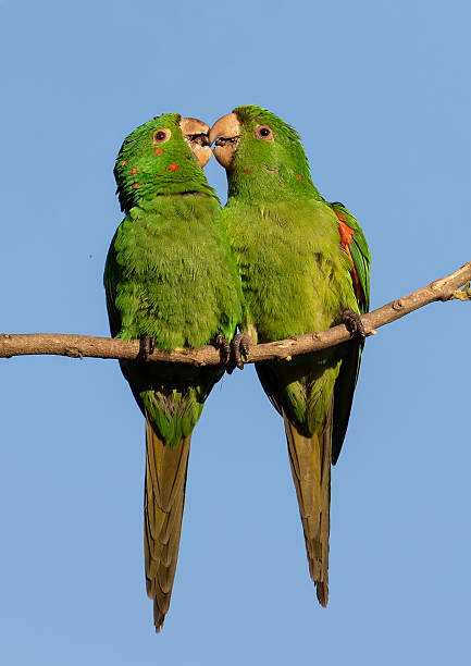 istock pair of parakeets kissing 2221954175