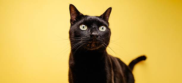 istock Black cat posing on yellow background: focusing its green eyes 2221956280